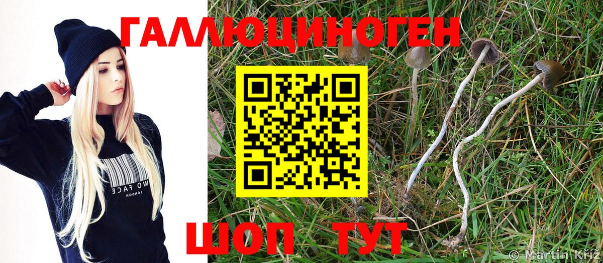 Псилоцибиновые грибы Psilocybine cubensis  Вход с VPN  Карачаевск 